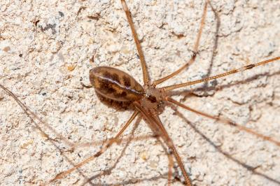 <i>Pholcus phalangioides</i>