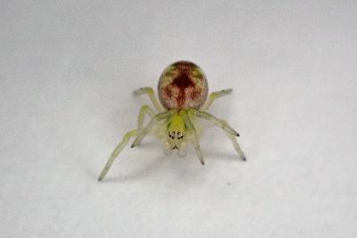 <i>Nigma puella</i>