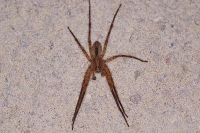 <i>Zoropsis spinimana</i>