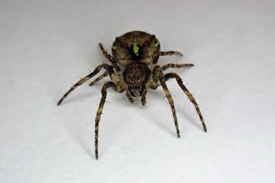 <i>Gibbaranea gibbosa</i>