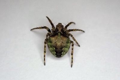 <i>Gibbaranea gibbosa</i>