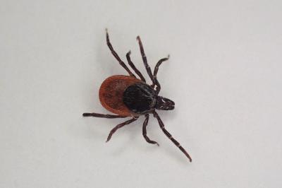 <i>Ixodes ricinus</i>