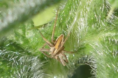 <i>Pisaura mirabilis</i>