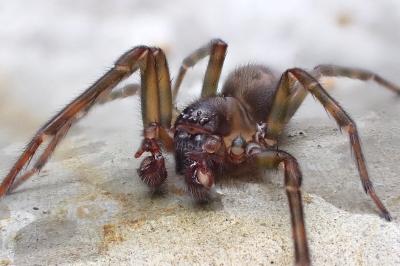<i>Amaurobius ferox</i>