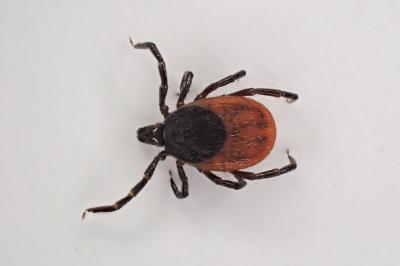 <i>Ixodes ricinus</i>