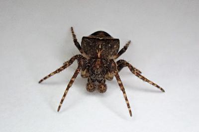 <i>Gibbaranea bituberculata</i>