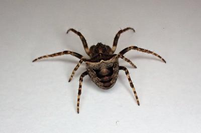 <i>Gibbaranea bituberculata</i>