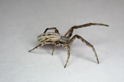 <i>Uloborus walckenaerius</i>