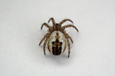 <i>Mangora acalypha</i>