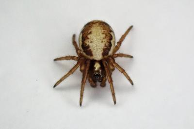 <i>Hypsosinga albovittata</i>