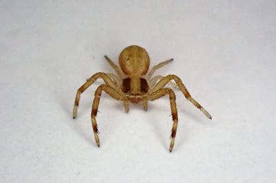 <i>Runcinia grammica</i>