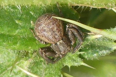 <i>Xysticus</i>