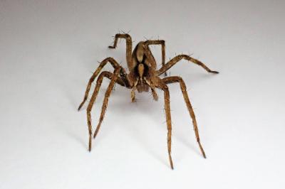 <i>Pisaura mirabilis</i>