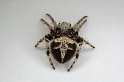 <i>Agalenatea redii</i>