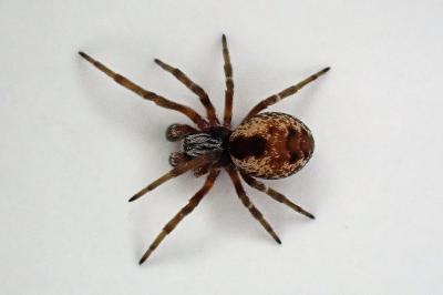 <i>Dictyna</i>
