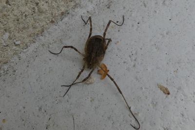 <i>Odiellus spinosus</i>