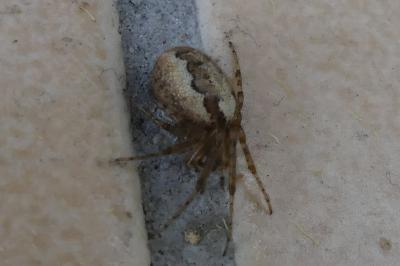 <i>Zygiella x-notata</i>