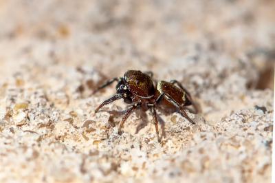 <i>Heliophanus tribulosus</i>
