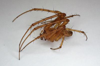 <i>Metellina segmentata</i>