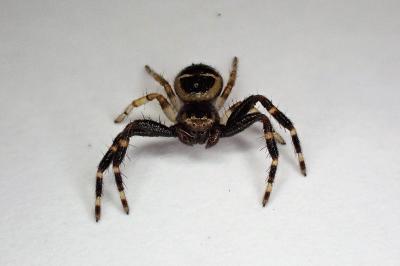 <i>Synema globosum</i>