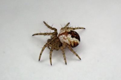 <i>Mangora acalypha</i>
