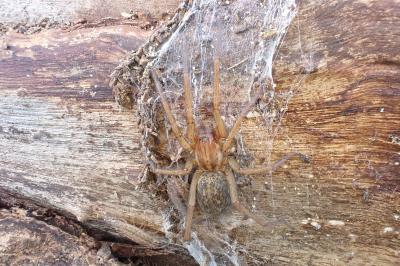 <i>Eratigena agrestis</i>
