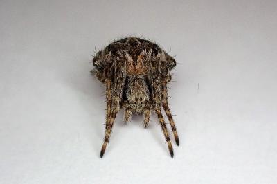 <i>Agalenatea redii</i>