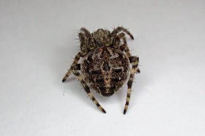 <i>Agalenatea redii</i>
