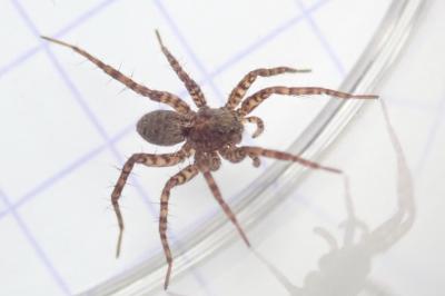 <i>Pardosa amentata</i>