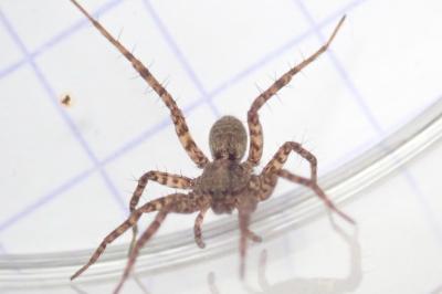 <i>Pardosa amentata</i>