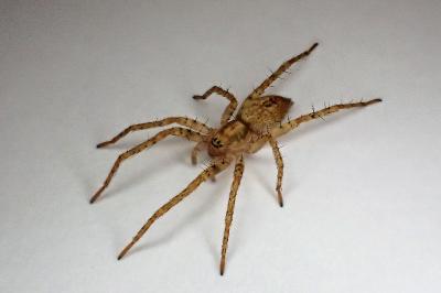 <i>Anyphaena accentuata</i>