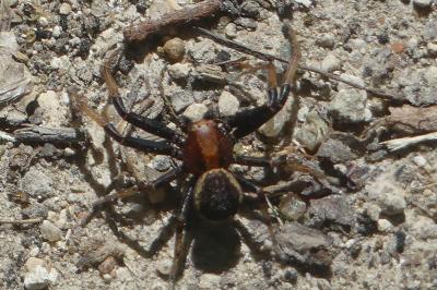 <i>Xysticus</i>