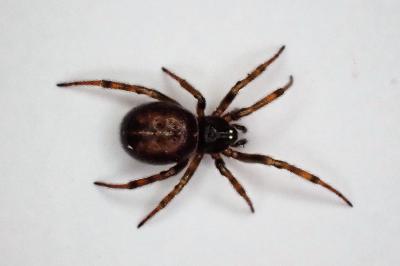 <i>Steatoda bipunctata</i>