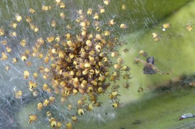 <i>Araneus diadematus</i>
