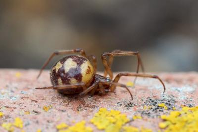 <i>Steatoda triangulosa</i>