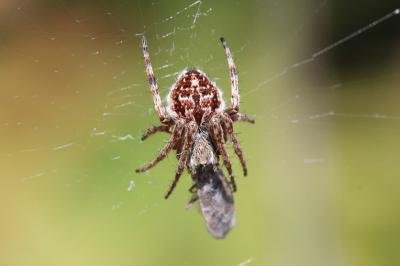 <i>Agalenatea redii</i>