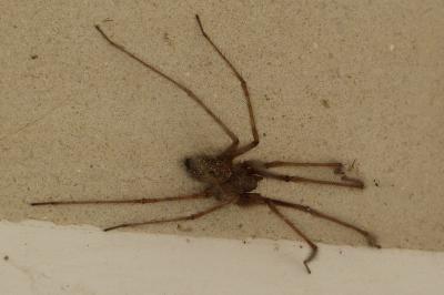 <i>Tegenaria</i>