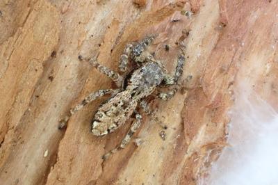 <i>Marpissa muscosa</i>