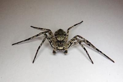 <i>Philodromus margaritatus</i>