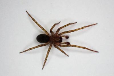 <i>Amaurobius erberi</i>