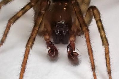 <i>Amaurobius erberi</i>