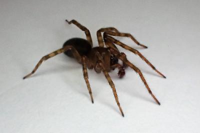 <i>Amaurobius erberi</i>