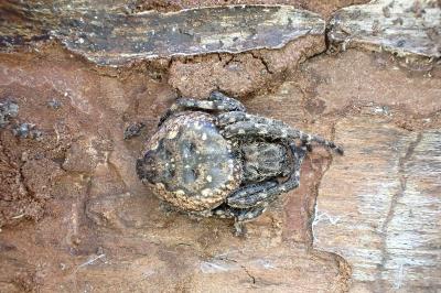 <i>Nuctenea umbratica</i>
