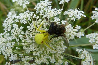 <i>Misumena vatia</i>