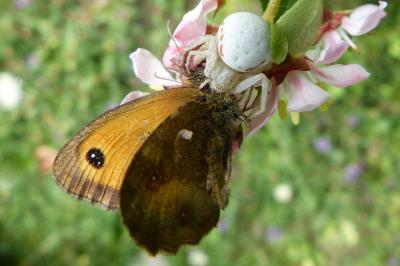 <i>Misumena vatia</i>