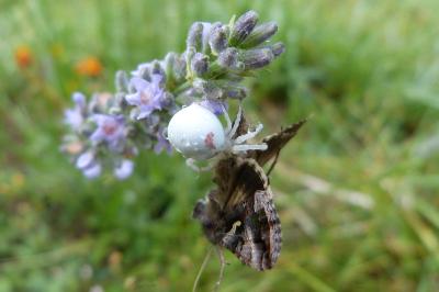 <i>Misumena vatia</i>