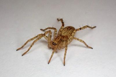 <i>Anyphaena accentuata</i>