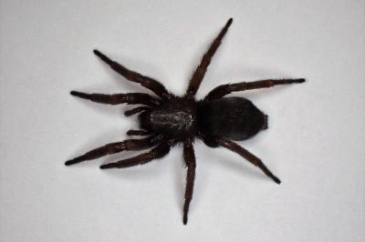 <i>Scotophaeus scutulatus</i>
