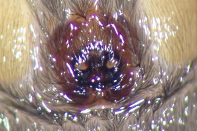 <i>Scotophaeus scutulatus</i>