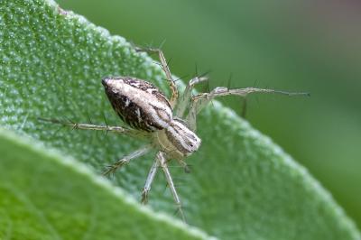 <i>Oxyopes</i>